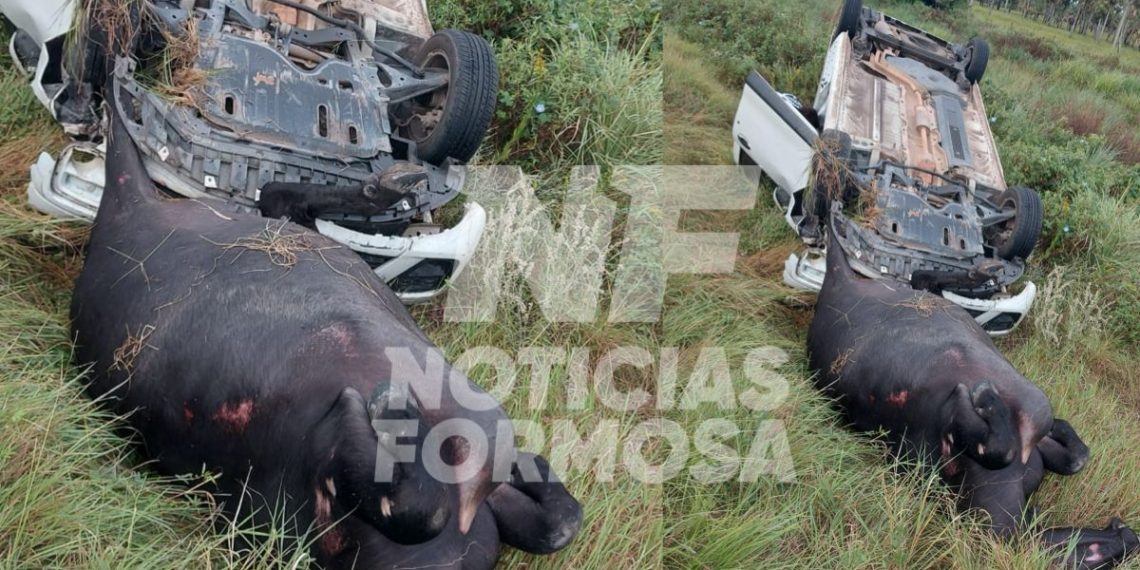 Una camioneta chocó un búfalo «en ruta 11, camino a Clorinda»