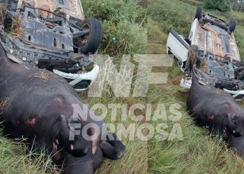 Una camioneta chocó un búfalo «en ruta 11, camino a Clorinda»