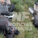 Una camioneta chocó un búfalo «en ruta 11, camino a Clorinda»