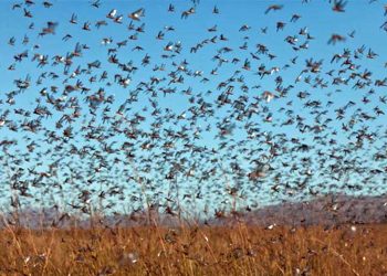 Detectan una manga de langostas en la zona de Las Lomitas