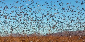 Detectan una manga de langostas en la zona de Las Lomitas