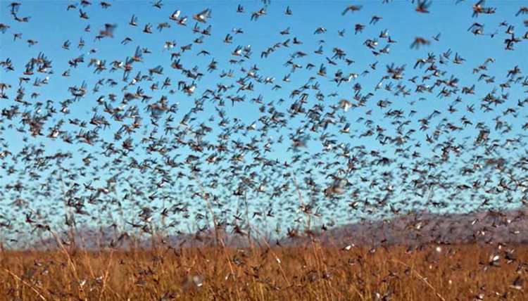 Detectan una manga de langostas en la zona de Las Lomitas