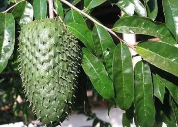 Corazón de indio, el árbol anticancerígeno número uno en el mundo