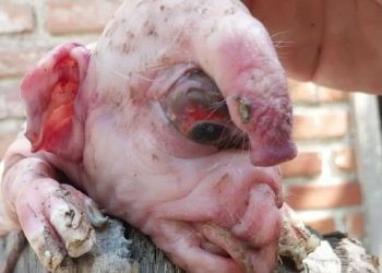 Clorinda: Nació un cerdo con “aspecto humano” y generó revuelo en las redes