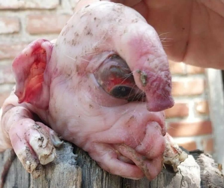 Clorinda: Nació un cerdo con “aspecto humano” y generó revuelo en las redes