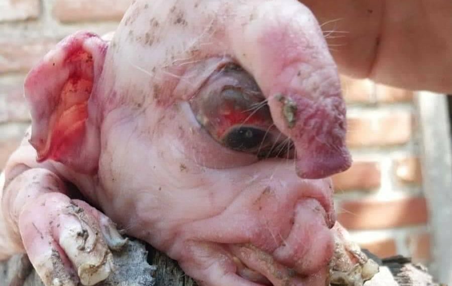 Clorinda: Nació un cerdo con “aspecto humano” y generó revuelo en las redes