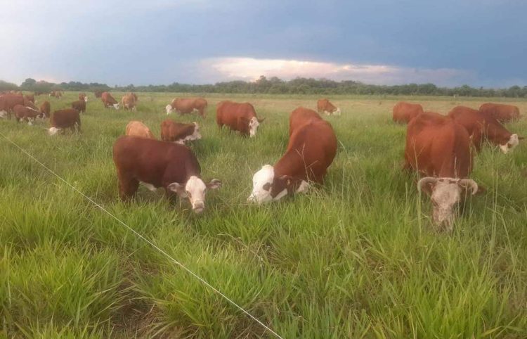 «Pisada del Indio», la inspiradora historia un coronel retirado del Ejército que hace ganadería en Formosa