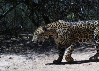 Invitan a elegir el nombre del yaguareté avistado en la Reserva Natural Formosa