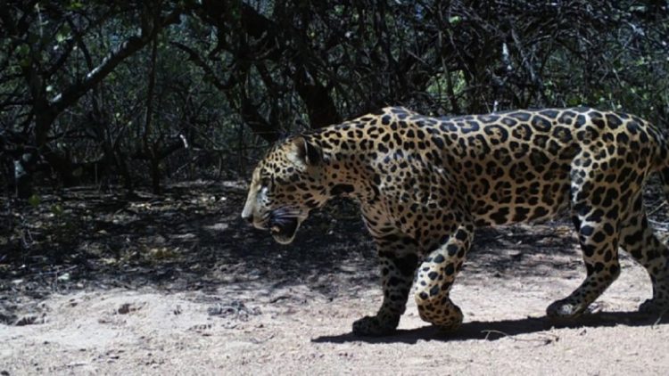 Invitan a elegir el nombre del yaguareté avistado en la Reserva Natural Formosa
