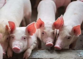 Detienen a un hombre con 4 lechones faenados en L110