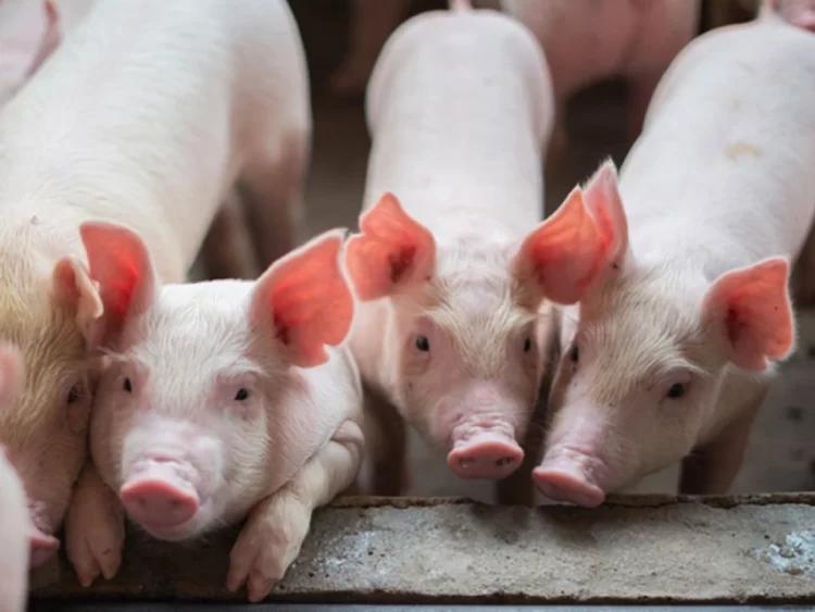 Detienen a un hombre con 4 lechones faenados en L110