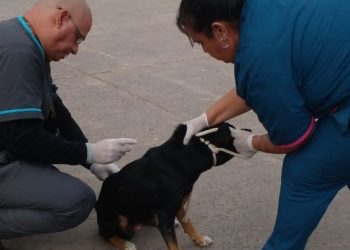 La comuna inició su operativo de vacunación antirrábica en el barrio Namqom