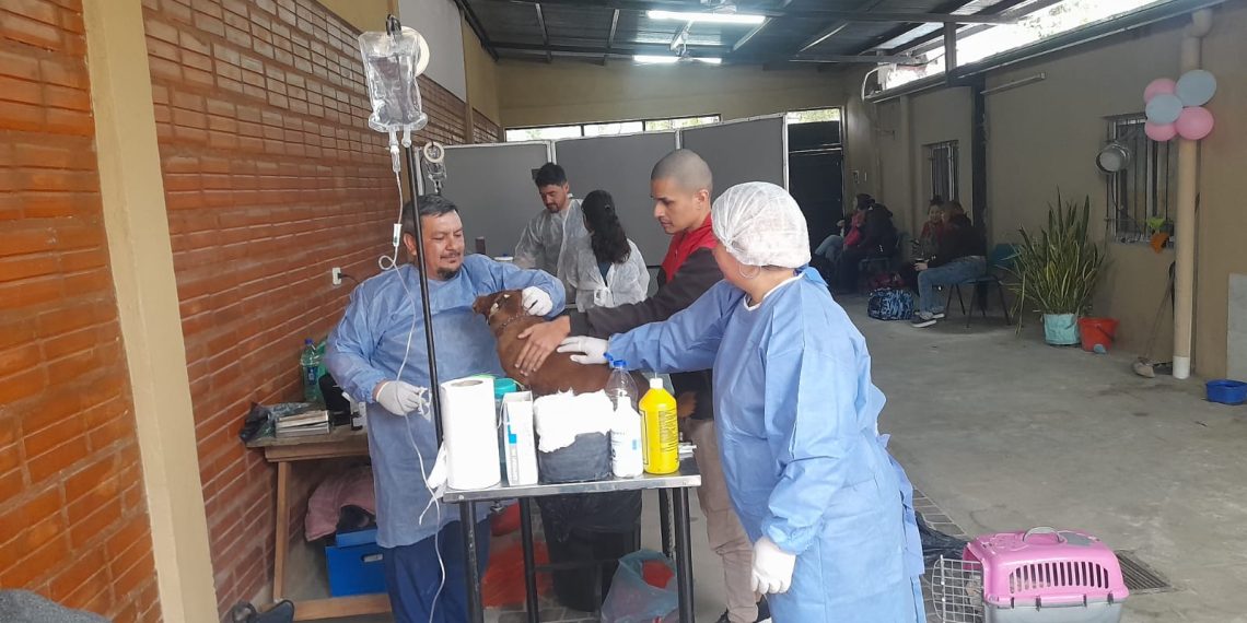 Llevaron a cabo una jornada de castración de mascotas en el barrio San Pedro