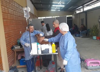 Llevaron a cabo una jornada de castración de mascotas en el barrio San Pedro