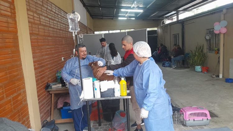 Llevaron a cabo una jornada de castración de mascotas en el barrio San Pedro