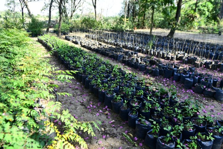 En tres puntos de la ciudad, regalarán plantines por el “Día del Medio Ambiente”