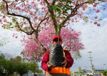 En tres puntos de la ciudad, regalarán plantines por el “Día del Medio Ambiente”