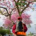 En tres puntos de la ciudad, regalarán plantines por el “Día del Medio Ambiente”