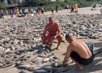 Formoseño participó de un concurso y pescó 15.000 piezas de tainha