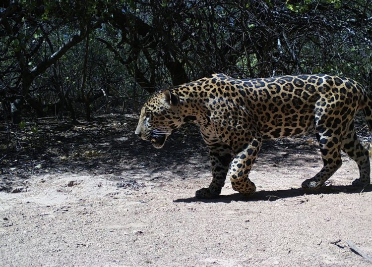 Tras las huellas de “Tañhi Wuk”,  un yaguareté macho identificado como habitante frecuente de la Reserva Natural Formosa