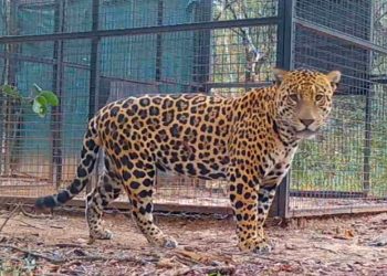 Tras las huellas de “Tañhi Wuk”,  un yaguareté macho identificado como habitante frecuente de la Reserva Natural Formosa