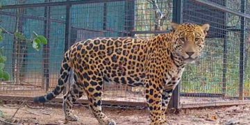 Tras las huellas de “Tañhi Wuk”,  un yaguareté macho identificado como habitante frecuente de la Reserva Natural Formosa
