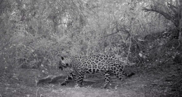 Tras las huellas de “Tañhi Wuk”,  un yaguareté macho identificado como habitante frecuente de la Reserva Natural Formosa