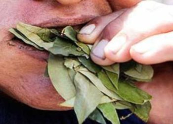 Preventivamente separan del servicio a agentes de policía por consumo de hojas de coca