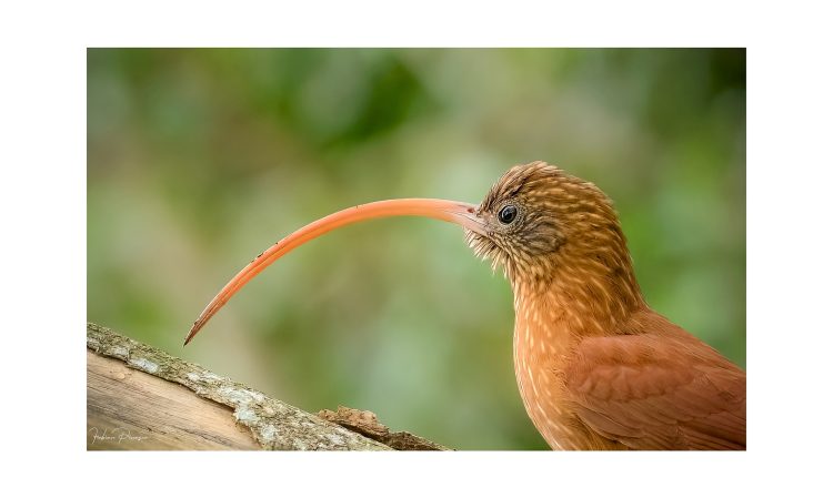 Conocés la Reserva Guapurú de Formosa?