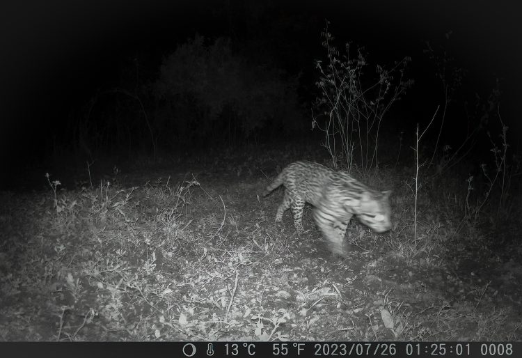 Conocés la Reserva Guapurú de Formosa?