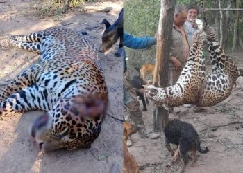 Las aberrantes fotos del yaguareté faenado en Formosa
