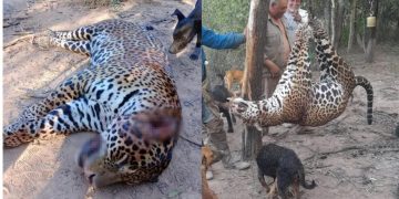 Las aberrantes fotos del yaguareté faenado en Formosa