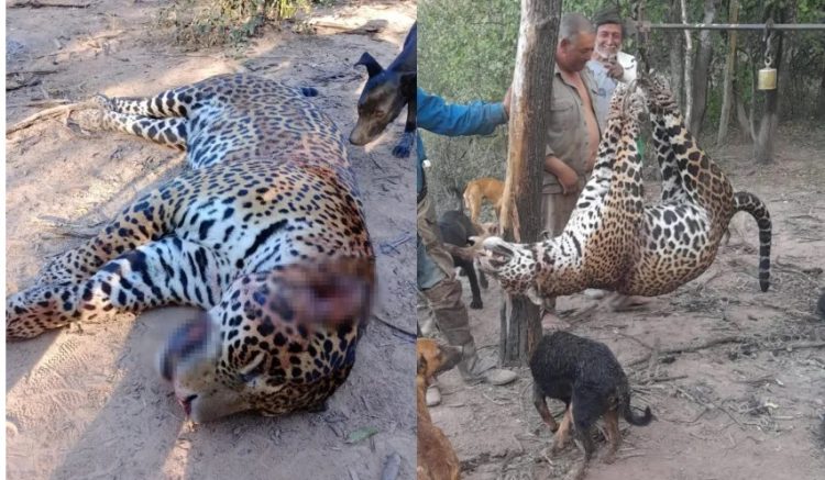 Las aberrantes fotos del yaguareté faenado en Formosa