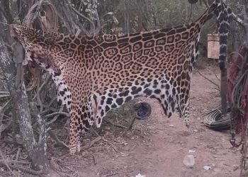 Las aberrantes fotos del yaguareté faenado en Formosa