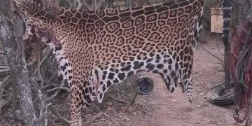 Las aberrantes fotos del yaguareté faenado en Formosa