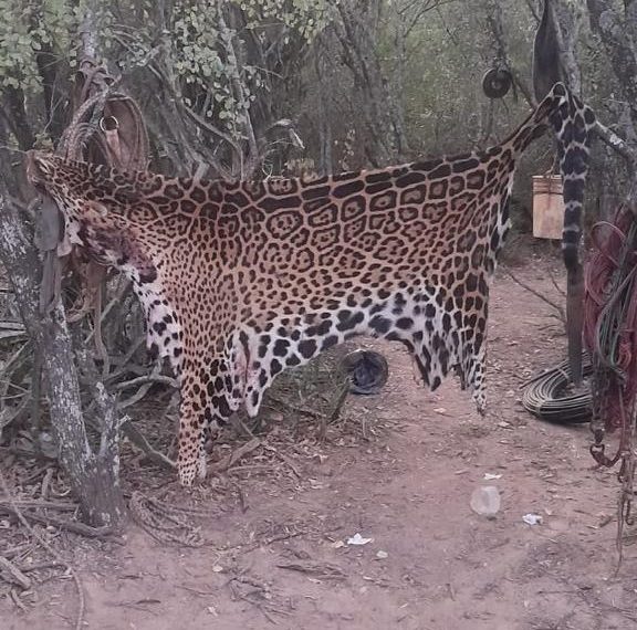 Las aberrantes fotos del yaguareté faenado en Formosa