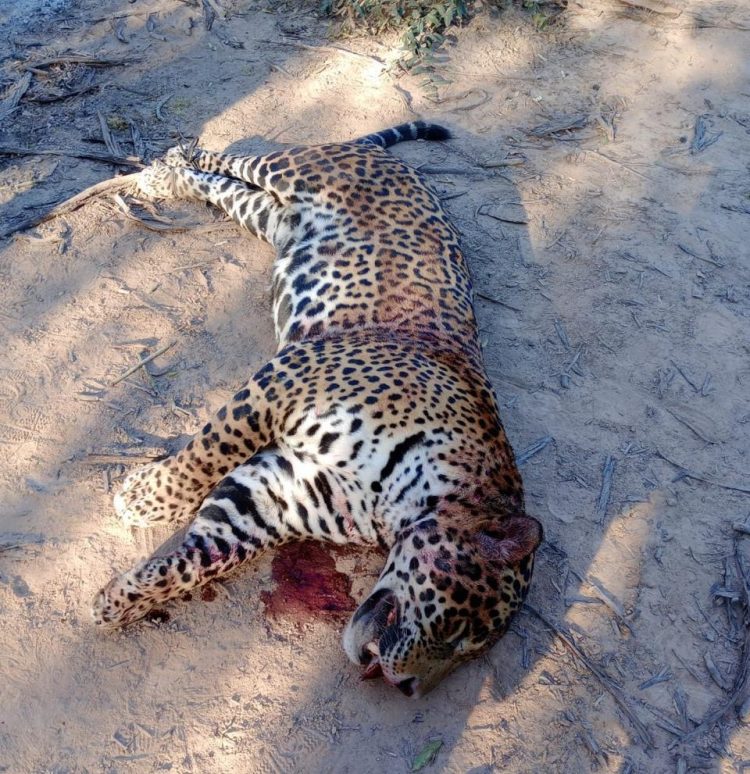 Las aberrantes fotos del yaguareté faenado en Formosa