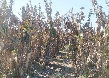 Pánfilo Ayala: “Las últimas heladas terminaron de fundir totalmente la producción bananera”