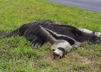 Recrudece accionar de cazadores furtivos contra la fauna protegida: mataron un oso hormiguero