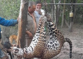 La justicia negó la excarcelación al cazador que está detenido por la matanza del yaguareté