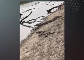 Sequía y fauna en peligro: preocupante imagen de yacarés amontonados en un riacho en busca de agua