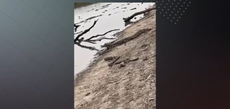 Sequía y fauna en peligro: preocupante imagen de yacarés amontonados en un riacho en busca de agua