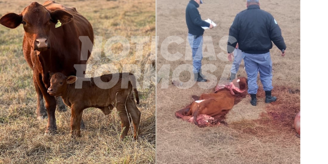 Mataron de un tiro a una vaca Brangus “de alta genética”, valuada en $2.5 millones, para llevarse la carne