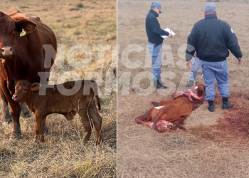 Mataron de un tiro a una vaca Brangus “de alta genética”, valuada en $2.5 millones, para llevarse la carne