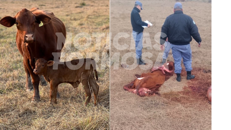 Mataron de un tiro a una vaca Brangus “de alta genética”, valuada en $2.5 millones, para llevarse la carne