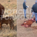 Mataron de un tiro a una vaca Brangus “de alta genética”, valuada en $2.5 millones, para llevarse la carne