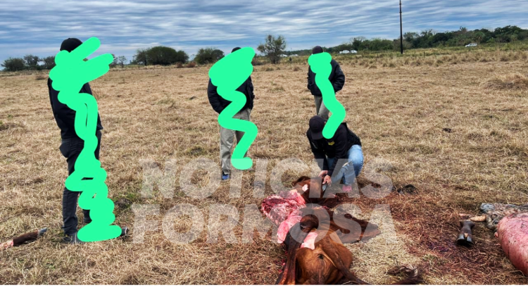Mataron de un tiro a una vaca Brangus “de alta genética”, valuada en $2.5 millones, para llevarse la carne