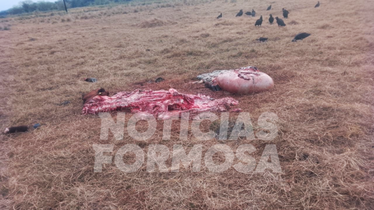 Mataron de un tiro a una vaca Brangus “de alta genética”, valuada en $2.5 millones, para llevarse la carne