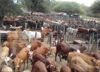 Sostienen que «el gobierno bloquea el llamado a asamblea ordinaria de la Sociedad Rural de Las Lomitas»