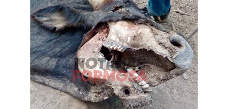 Extraña muerte de una vaca, los pobladores “creen que se trata del chupacabras”